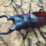 bowringi1