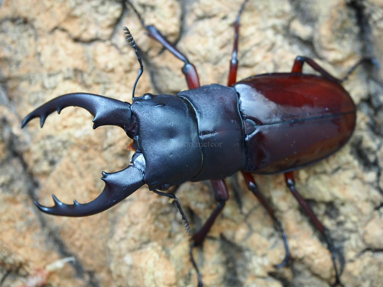 bowringi1